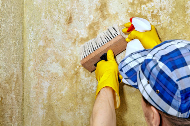 Mold Remediation for Vacation Homes in Pinewood Estates, TX